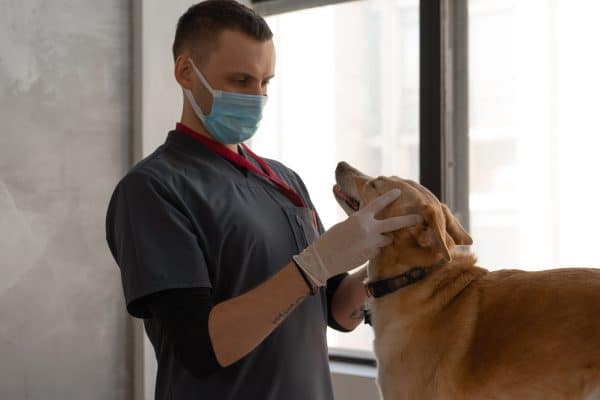Ostéopathe animalier qui ausculte un chien