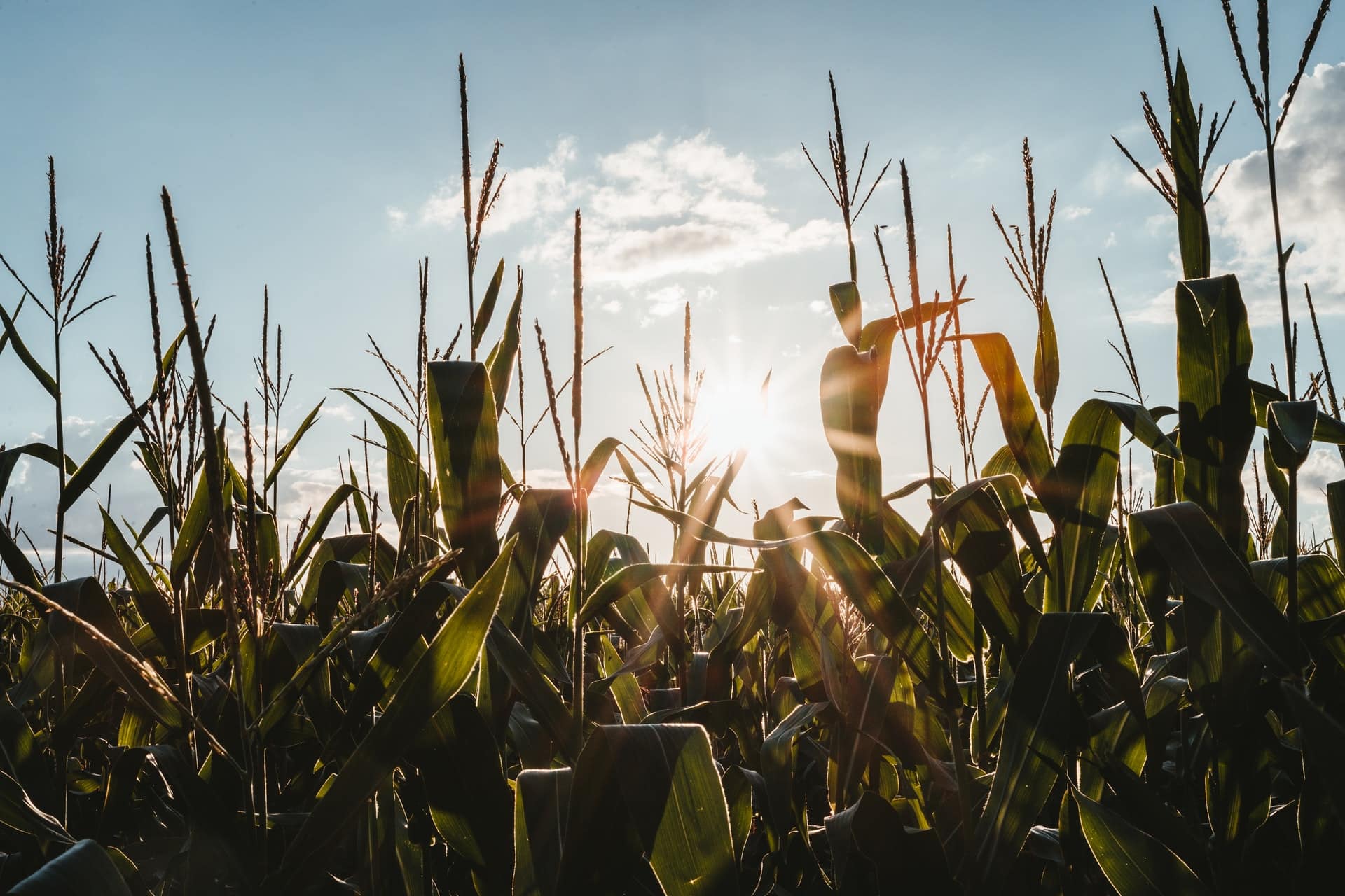 Qui finance les projets agricoles ?